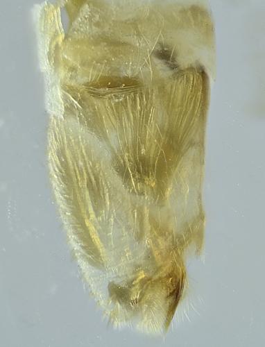 Réf. 295 274 : Tuponia sp.